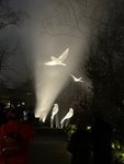 WhiteBirds
