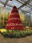 PoinsettiaTree
